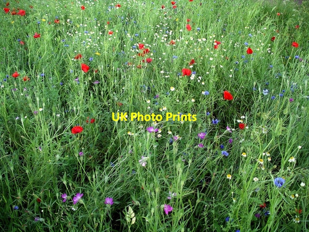 Photo 6"x4" Wild flower show Hempshill Vale c2007