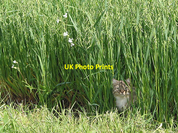 Photo 6"x4" Oat crop with sentinel Ross-on-Wye c2007