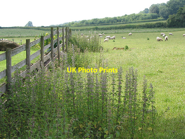 Photo 6"x4" Grazing land near Lower House, Yatton Perrystone Hill c2007