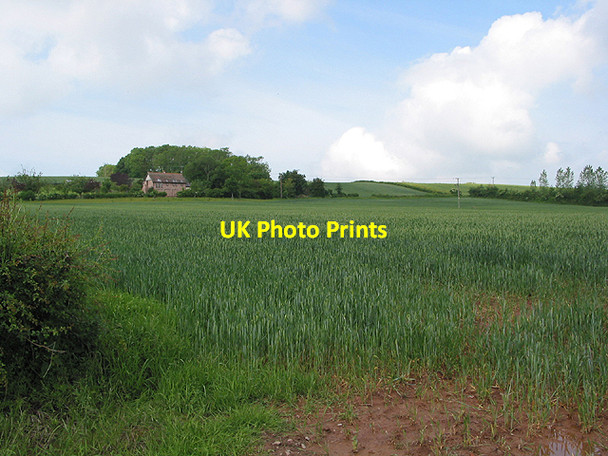 Photo 6"x4" Cereal crop near Lower House, Yatton Perrystone Hill c2007