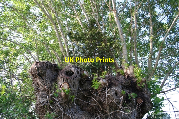 Photo 6"x4" Yew in Black Poplar Marl Bank c2007