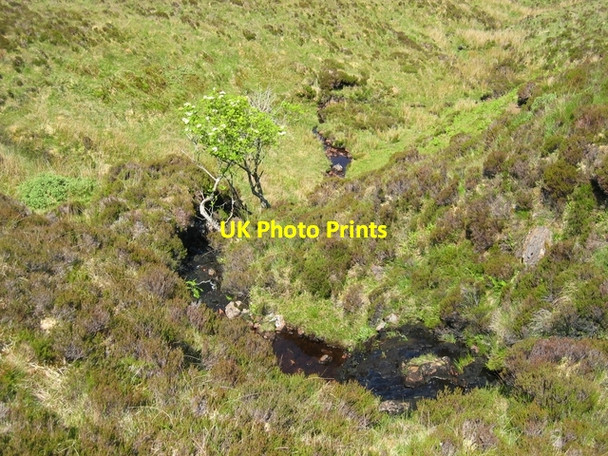 Photo 6"x4" Rowan by the burn Mugeary c2007