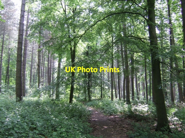 Photo 6"x4" Footpath across Upper Gallops Wood Crackleybank c2007
