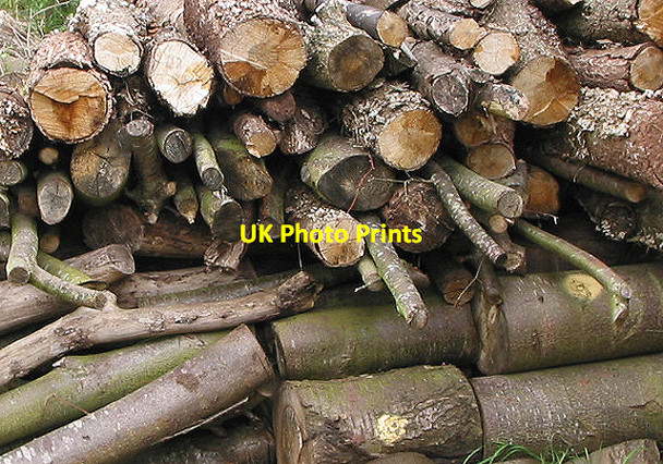Photo 6"x4" Gathering winter fuel Kingstone\/SO6324 c2007