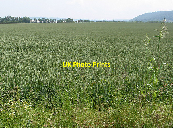 Photo 6"x4" Wheat field Ross-on-Wye c2007