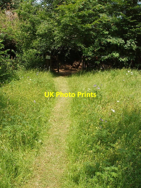 Photo 6"x4" Meadow, Natural History Museum Wildlife Garden Kensington\/TQ2579 c2007