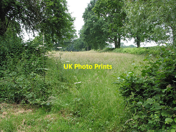Photo 6"x4" Field of tall grass, Gorsley Gorsley c2007