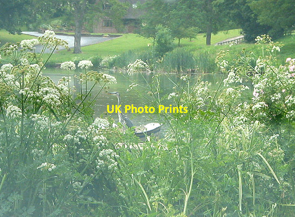 Photo 6"x4" Heron by the lake Bromsash c2007