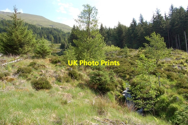 Photo 6"x4" Woodland in Glen Shiel Sg\u00f9rr a' Bhealaich Dheirg c2007