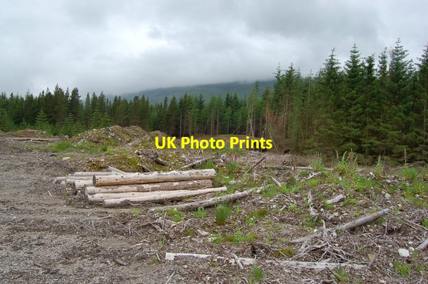 Photo 6"x4" Forestry at Orchy Bridge of Orchy c2007