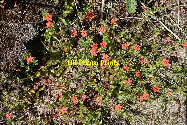 Photo 6"x4" Scarlet Pimpernel (Anagallis arvensis) Ballintoy c2007