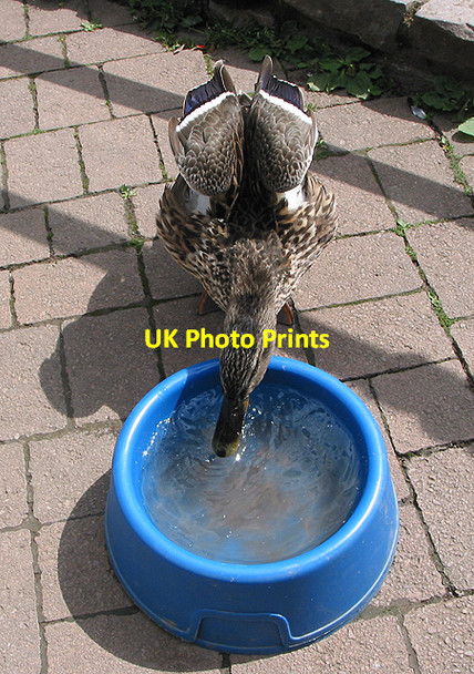 Photo 6"x4" Like a duck to water Hillersland c2007