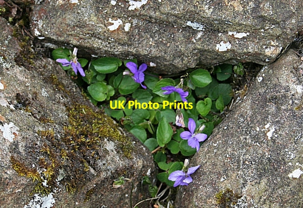 Photo 6"x4" Common Dog Violet (Viola riviniana) Carncastle c2007