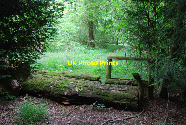 Photo 6"x4" Footpath in Baverstock Long Coppice Little Langford\/SU0436 c2007