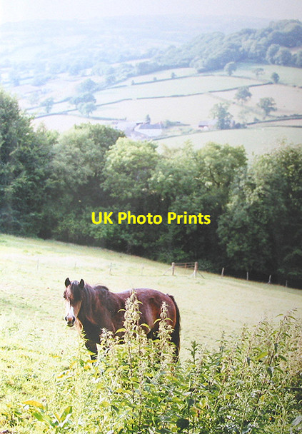 Photo 6"x4" Grazing land near Lemons Hill Farm Madford c2001