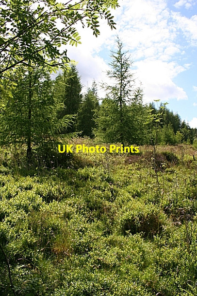 Photo 6"x4" Hillside Wood Dufftown c2007