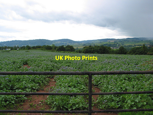 Photo 6"x4" Borage crop with rain approaching Brelston Green c2007