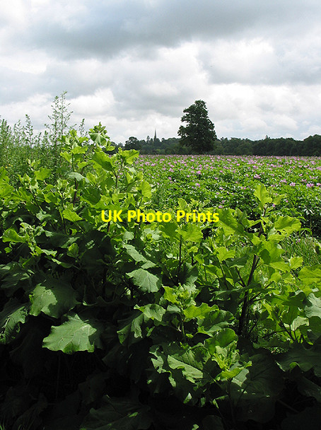 Photo 6"x4" Potato crop field Ross-on-Wye c2007