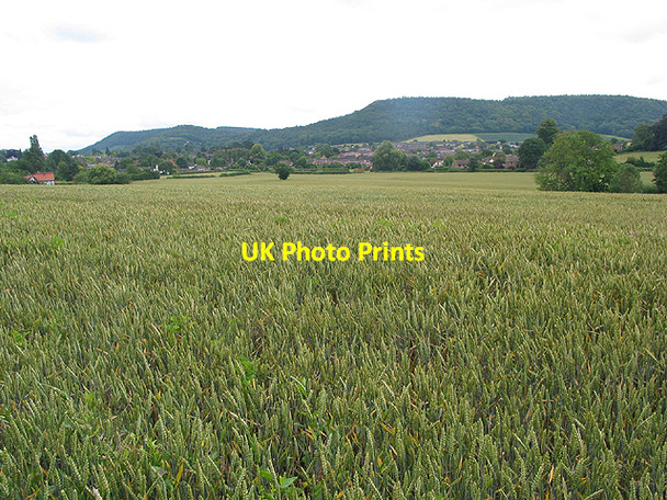 Photo 6"x4" Wheat field near Archenfield Ross-on-Wye c2007