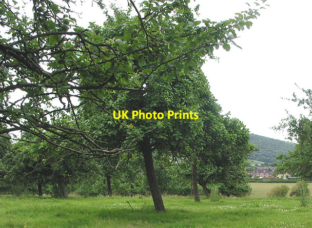 Photo 6"x4" Small orchard near Archenfield Ross-on-Wye c2007