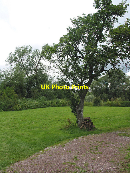 Photo 6"x4" Lone tree at Hole-in-the-Wall Hole-in-the Wall c2007