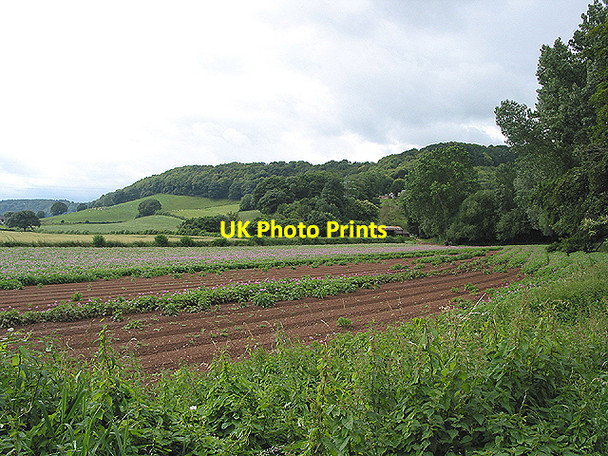 Photo 6"x4" Potato field on Pontshill to Coughton road Pontshill c2007 P1