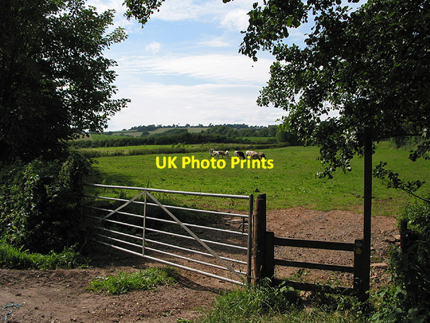 Photo 6"x4" Cows grazing, Aston Ingham Aston Ingham c2007