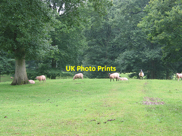 Photo 6"x4" Sheep grazing near Beavan's Hill Beavan's Hill c2007