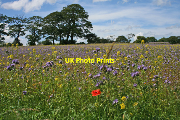 Photo 6"x4" Set aside at Horsley Horsley\/NZ0966 c2007