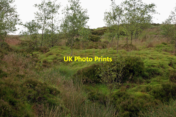 Photo 6"x4" Saplings on Darwen Moor Darwen c2007