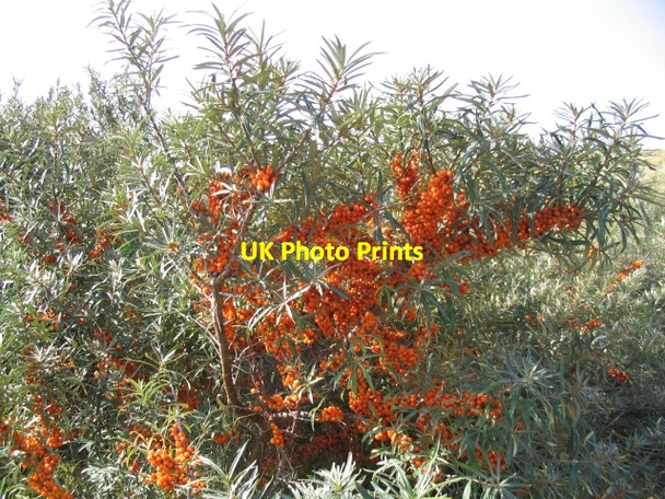 Photo 6"x4" Sea Buckthorn on Samphire Hoe Farthingloe c2006