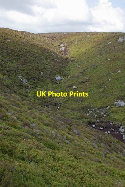 Photo 6"x4" Grizedale Head Hare Appletree c2007