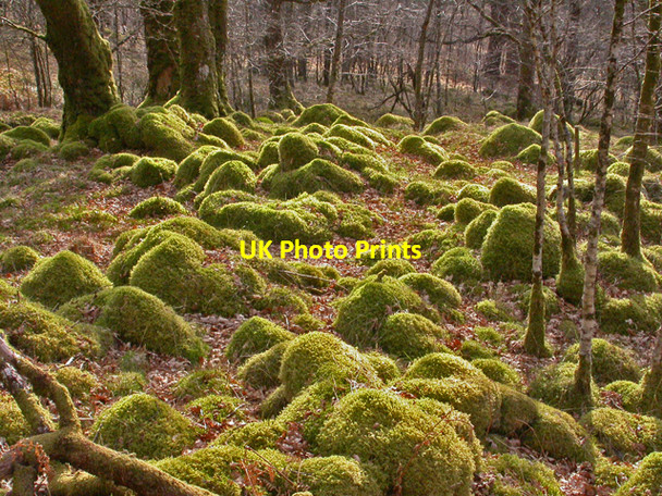 Photo 6"x4" Moss covered rocks Ariundle c2007