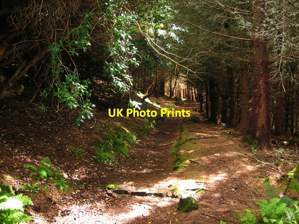 Photo 6"x4" Woodland path at Dunvegan Garrachan c2007