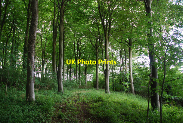Photo 6"x4" Snakesfield Plantation Homington c2007