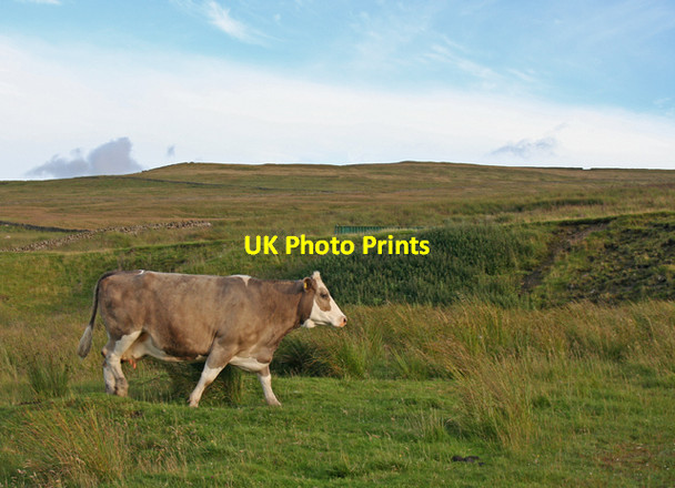 Photo 6"x4" Cow on Greenlaws Daddry Shield c2007