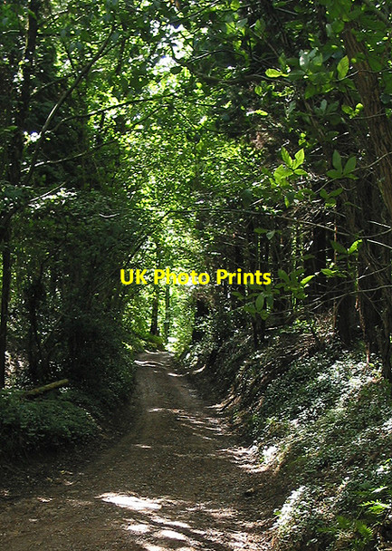 Photo 6"x4" Track through the woods on The Penyard Ross-on-Wye c2007