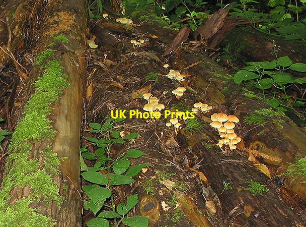 Photo 6"x4" Fungus and moss on logpile, Penyard Ross-on-Wye c2007
