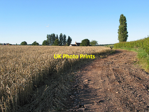 Photo 6"x4" Wheat field near Eccleswall Barns Bromsash c2007