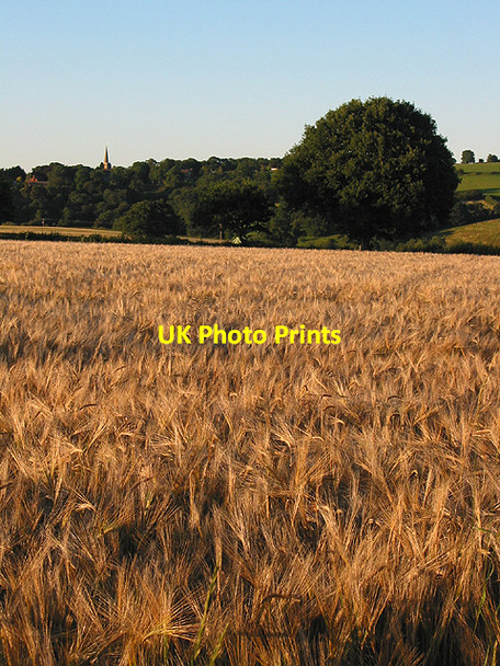 Photo 6"x4" Barley crop, ready for harvesting Bromsash c2007