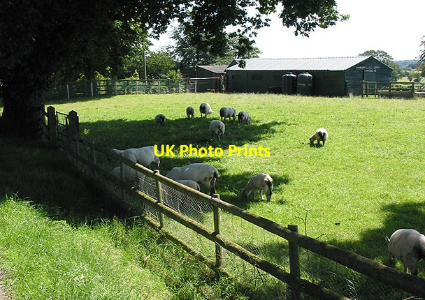 Photo 6"x4" Sheep seeking shade Tillers' Green c2007