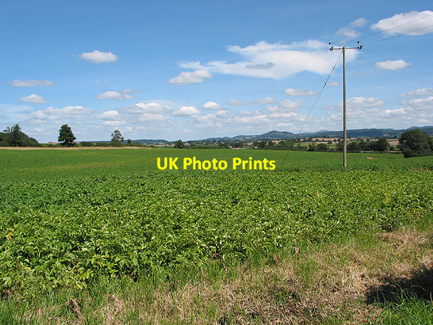 Photo 6"x4" Potato crop nr Tillers' Green Tillers' Green c2007