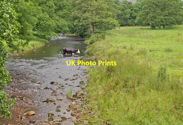 Photo 6"x4" Cow crossing Tarnbrook Wyre Abbeystead c2007