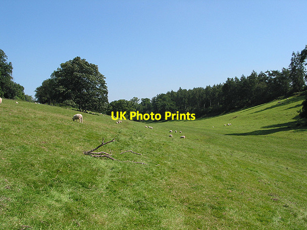 Photo 6"x4" Footpath through grazing land Upper Grove Common c2007