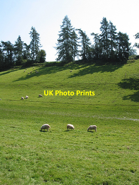 Photo 6"x4" Boggy bottom Kynaston\/SO5427 c2007