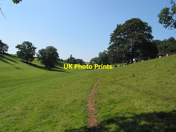 Photo 6"x4" Footpath and sheep tracks Kynaston\/SO5427 c2007