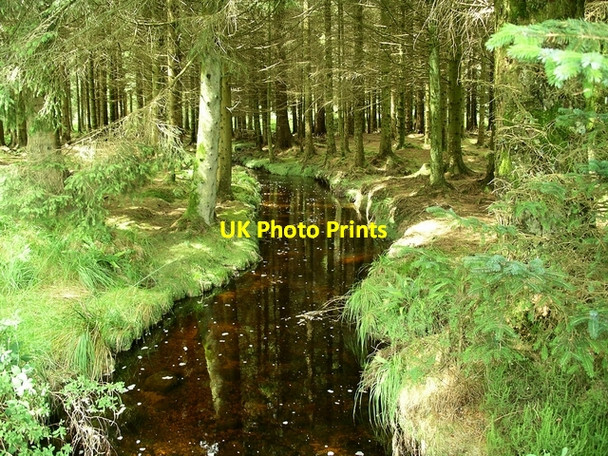 Photo 6"x4" Lowring Burn Otter Poo c2007