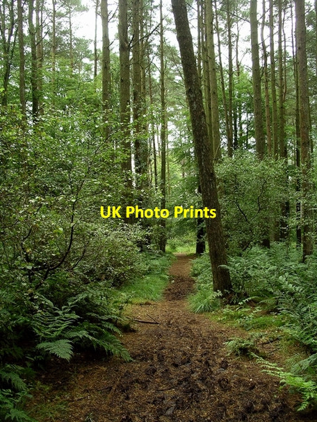 Photo 6"x4" Muddy path, Eskrigg nature reserve Lockerbie c2007