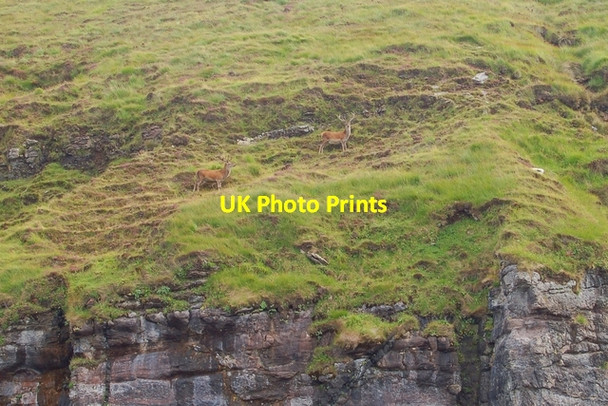 Photo 6"x4" Stags on Rum A' Mharagach c2007