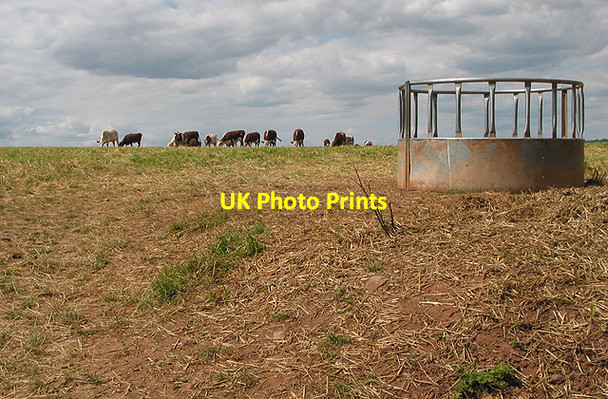 Photo 6"x4" Cattle grazing Ross-on-Wye c2007
